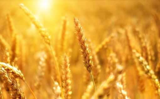 ​​​​​​​Россия собралась продавать зерно за рубли