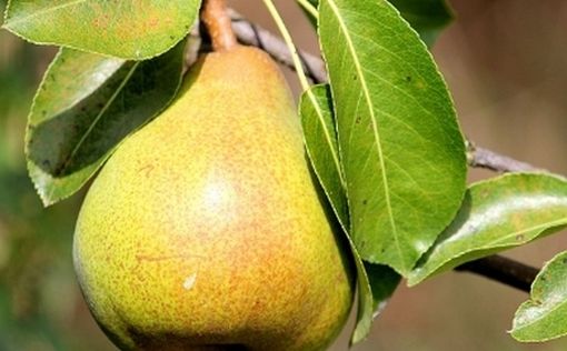 Вкусный фрукт, который помогает снизить уровень холестерина и защищает сердце