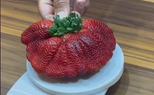 В Израиле вырастили самую тяжелую клубнику в мире: видео