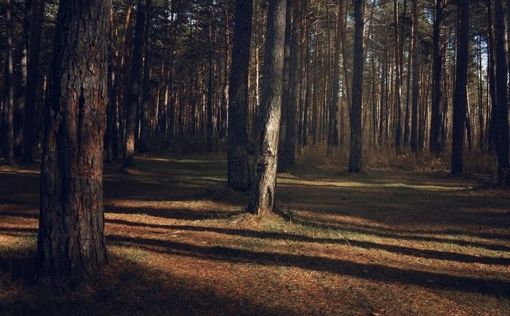 Британские ученые подсчитали число видов деревьев на планете