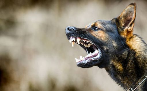 В Иране риэлтор арестован за передачу права собственности на жилье собаке