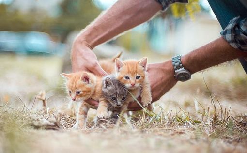 В Рамат-Гане появились на свет редкие песчаные котята