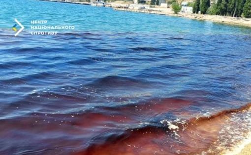 Прибрежные воды Черного моря буквально убивают дельфинов