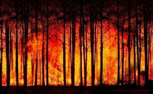 Самолеты направлены для тушения лесного пожара в Рош-ха-Аине