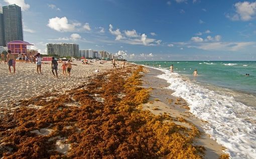 Токсичные водоросли убивают более 200 видов морских животных в Австралии