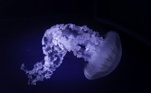 На побережье Средиземного моря появляются медузы: как избежать укусов | Фото: Freepik
