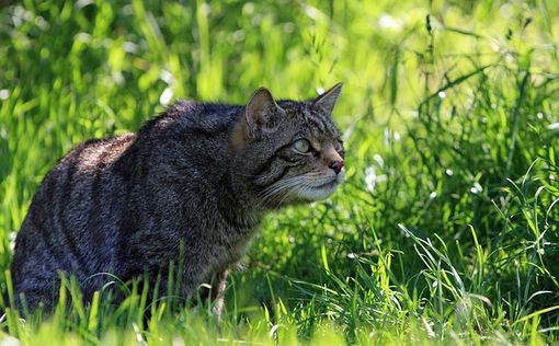 Кошка без передних зубов стала звездой соцсетей