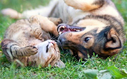 Любители кошек оказались умнее любителей собак