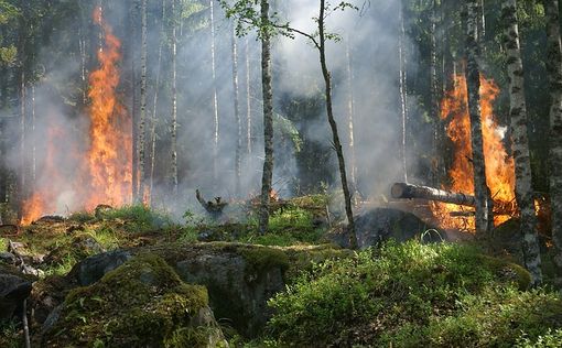 Главные легкие планеты горят – правительство бездействует