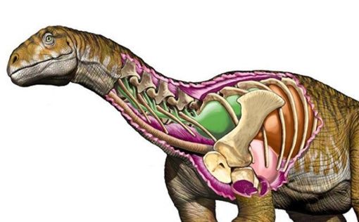 Ученые нашли в Аргентине первого гигантского динозавра