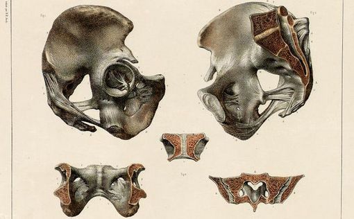 Тазовые кости продолжают расти до глубокой старости