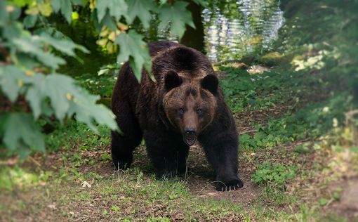 В канадском национальном парке медведь загрыз двух туристов насмерть