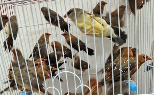 Четверо арестованы за попытку провезти певчих птиц в Израиль