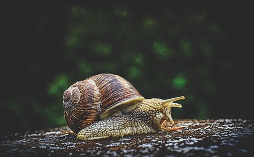 Во Франции начали варить мыло на основе улитковой слизи