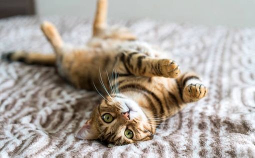 Кошка из США заработала 100 млн долларов