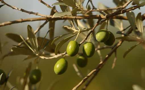 Назван продукт, обладающий противораковыми свойствами