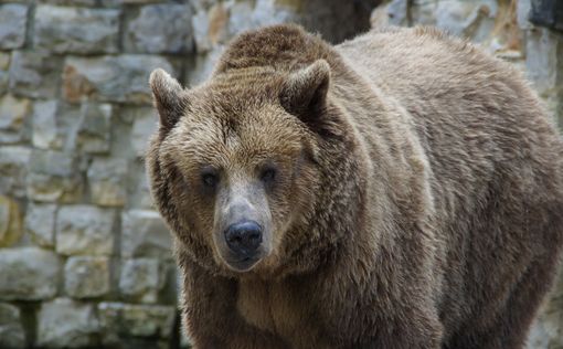 Медведь гризли убил женщину и младенца