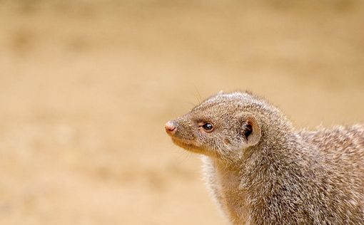 Большой адронный коллайдер поломался из-за хорька