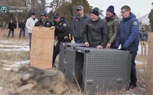 Серых волков тайно переправляют через границу США и Канады и выпускают в  горах