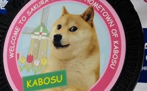 Умерла собака из популярного мема Doge. Кабосу было 18,5 лет